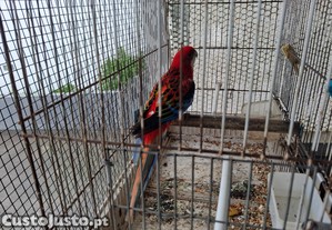 imagem_2