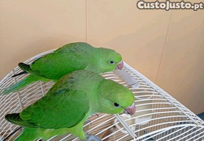 imagem_3