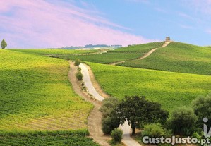 imagem_15