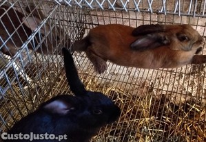 imagem_2