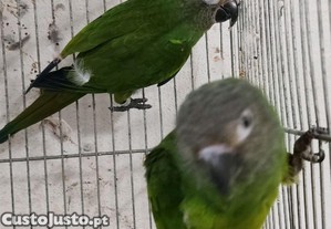 imagem_2