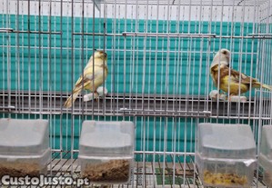 imagem_1