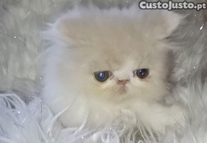 Bebés persa