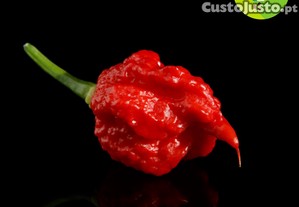 Pimenta Carolina Reaper Red (6 sementes)