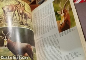 imagem_4