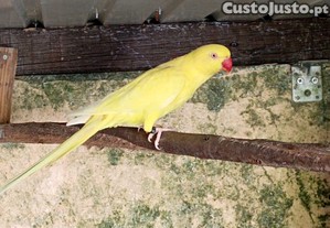 imagem_1
