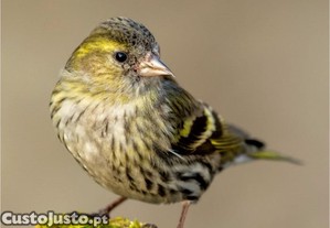Fmeas lugre tenho 2 troco por outras aves