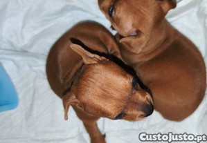 imagem_1
