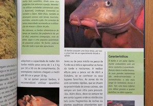 imagem_8
