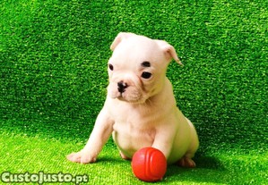 imagem_4