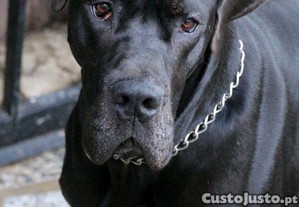 imagem_6