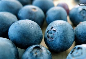 MIRTILOS Blueberry - selvagens melhores do MUNDO