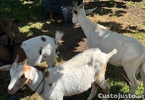 Casal de cabritos