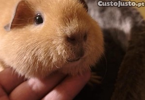Porquinho-da-india Teddy