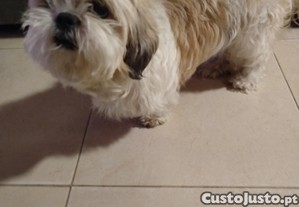 imagem_4