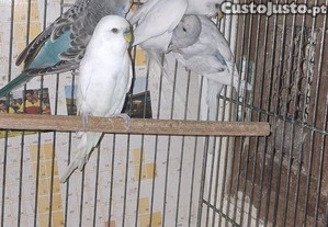imagem_1