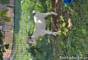 imagem_2