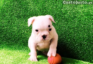 Fêmea bulldog francês