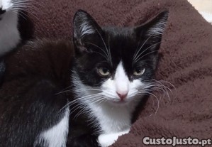 Actualizao - 1 Gatinhas dcil para adopo