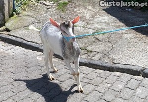 imagem_2