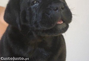 Cane Corso Italiano