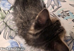 imagem_8