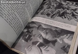 imagem_4