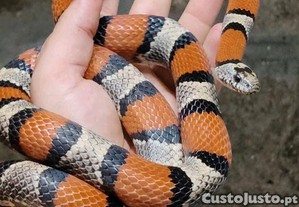 Lampropeltis triangulum
