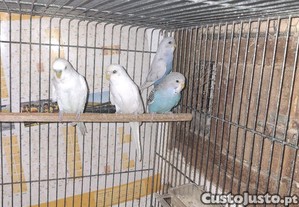 imagem_5