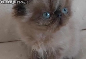 Gatinho Uma perfeio