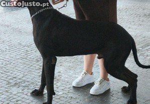 imagem_4