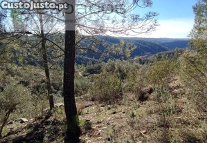 Olival Com Vista Para O Rio - Vilares De Cima