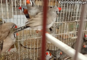 imagem_1