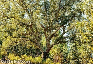 Terreno em Marmeleira e Assentiz de 23240,00 m