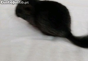 Reserva j a tua mascote