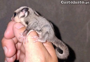Casal de petauros mais uma Cria