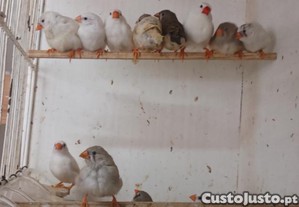 Tenho mandarins