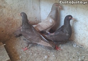 imagem_1