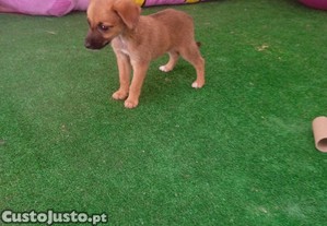 Cachorrinha X pinscher