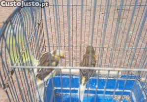 imagem_1