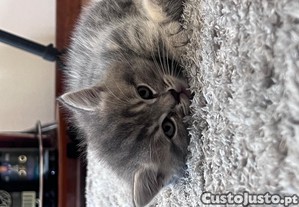 imagem_3