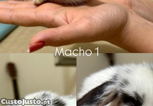 Coelho   Mini Lop francs