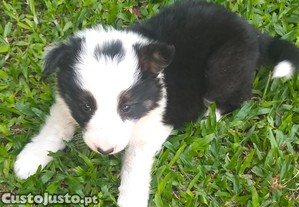 Border collie fmea