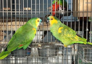 Casal Papagaios Amazona Aestiva