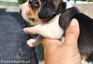 Beagle e Basset Fauve de Bretagne