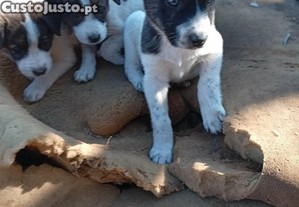 Rafeiros Alentejanos