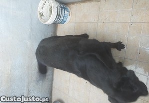 Labrador