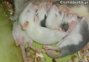 imagem_5