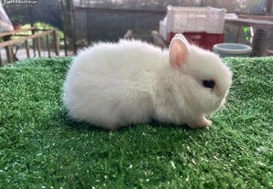 Mini coelhos anões +Gaiola Nova +alimentação adequada 