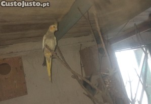 imagem_3